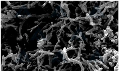 Multi-walled Carbon Nanotube Powder
